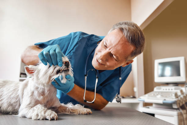 Best Weekend Emergency Dentist in River Forest, IL